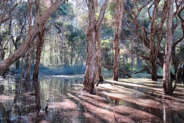 Eternovy Wetland