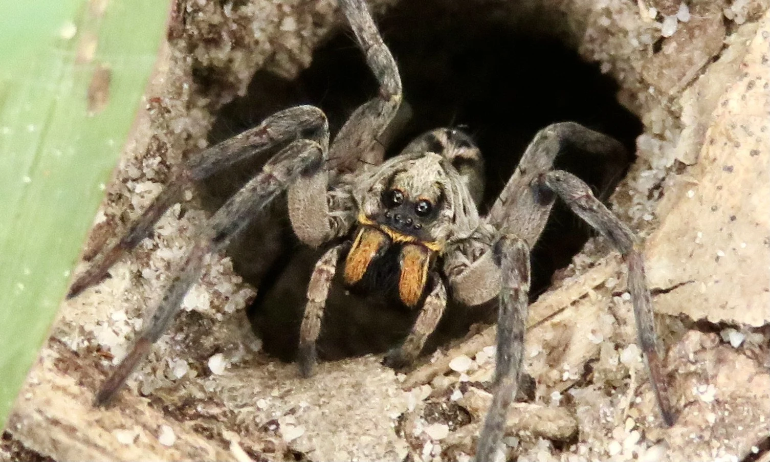 Wolf spider