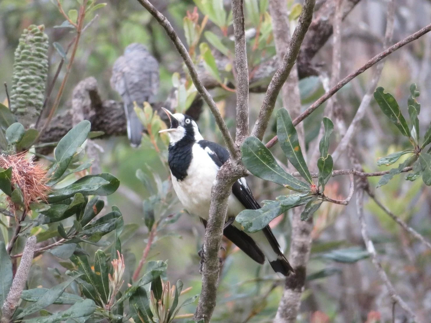 Magpie-lark