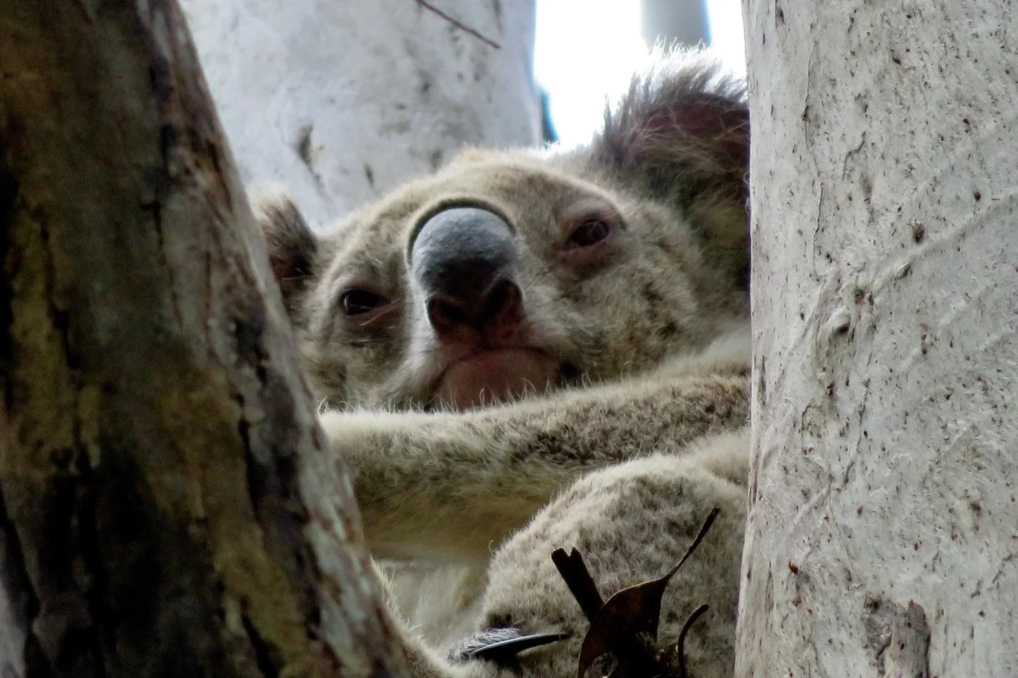 Koala