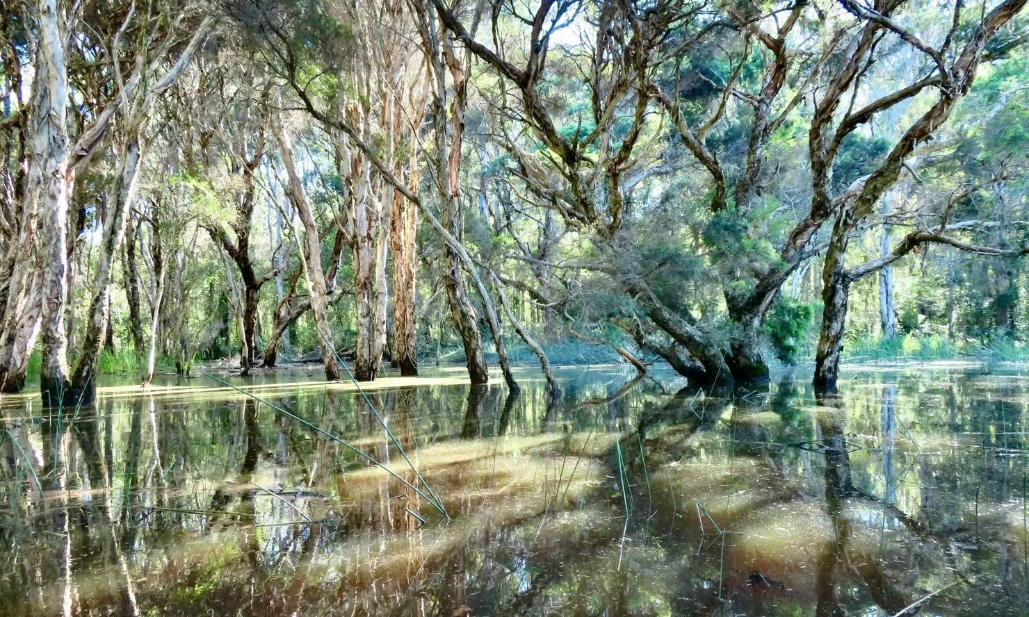 Eternovy Wetland