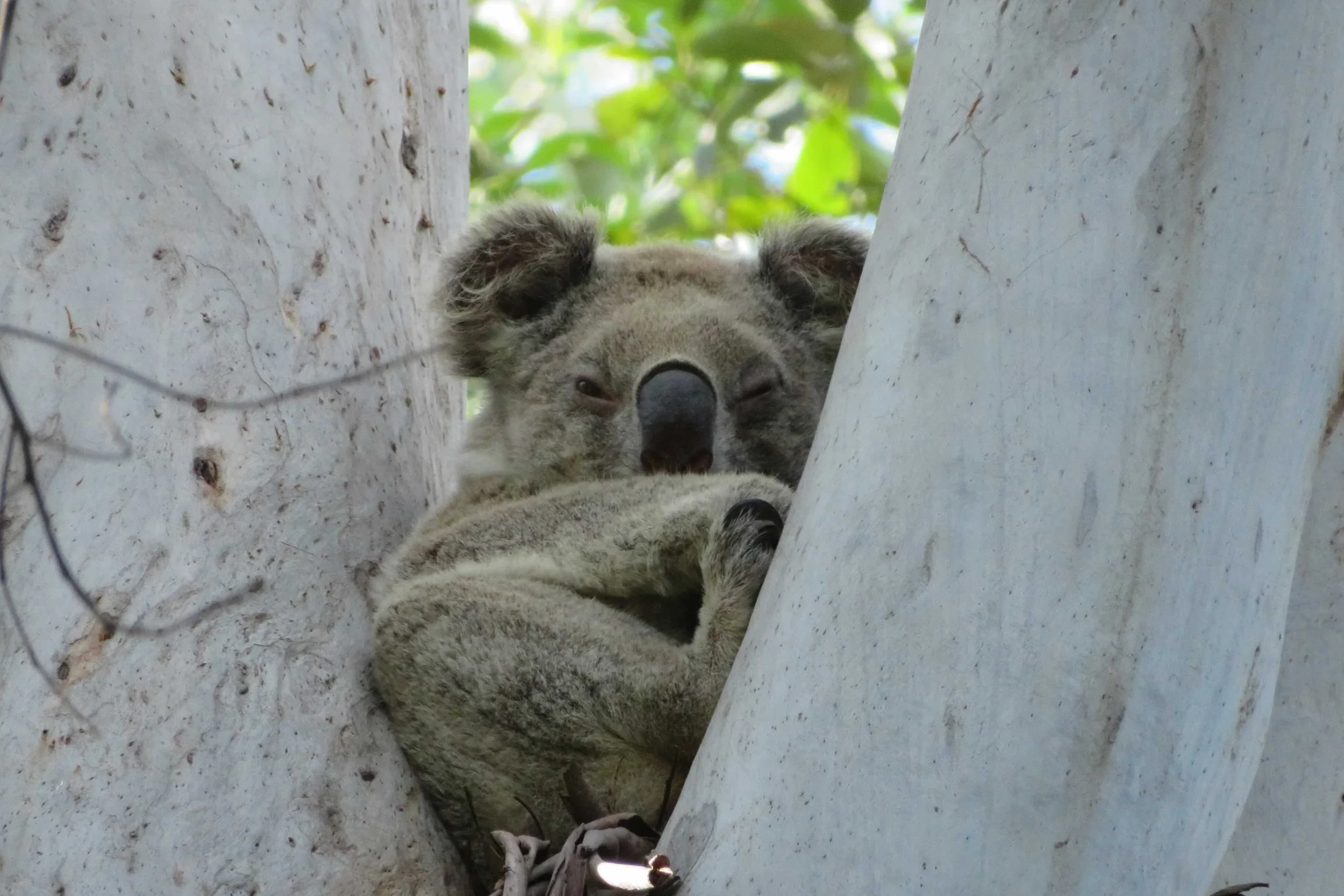 Koala 2.jpeg