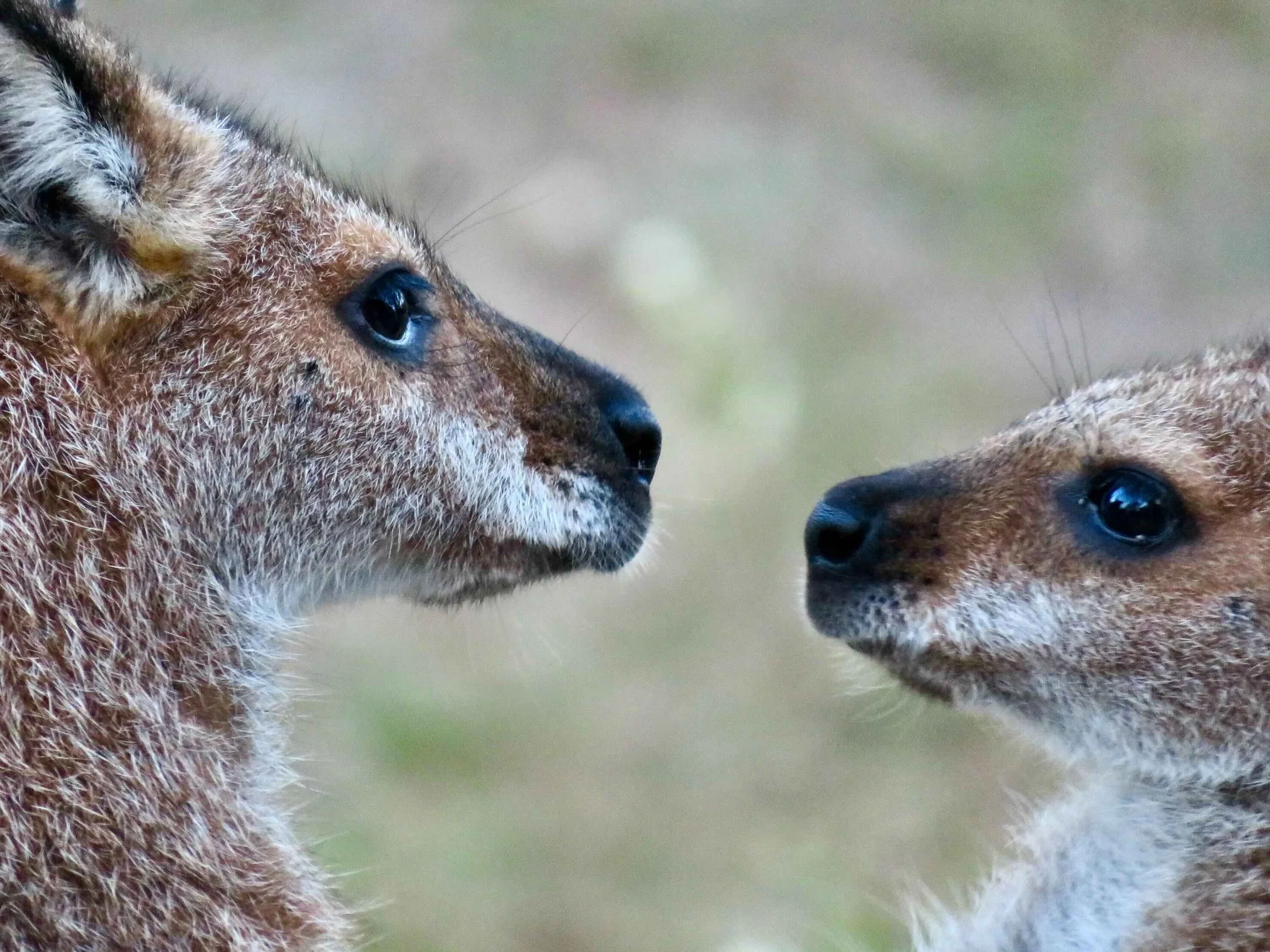 Red-necked wallaby