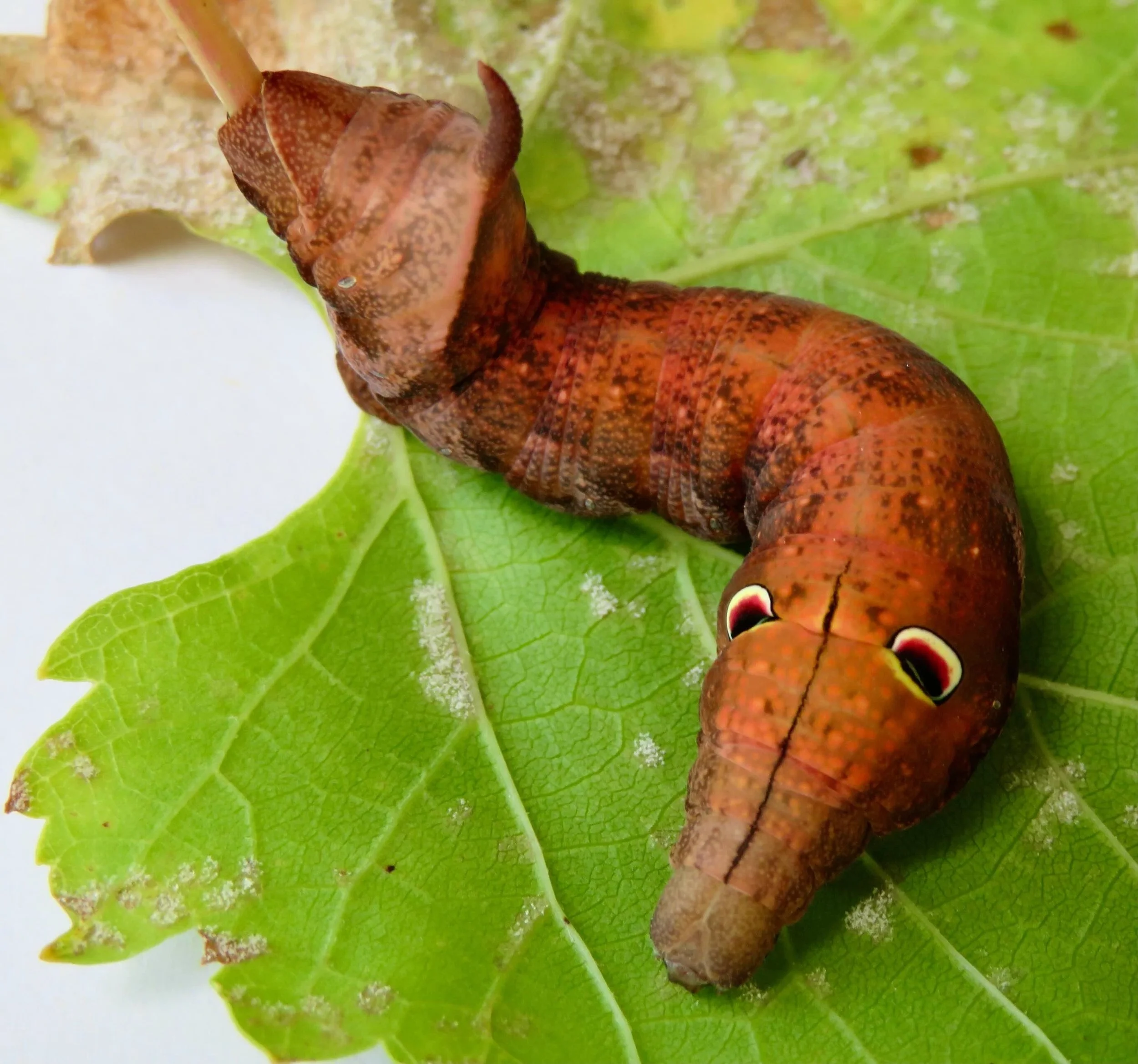 Vine Hawk Mother Caterpillar