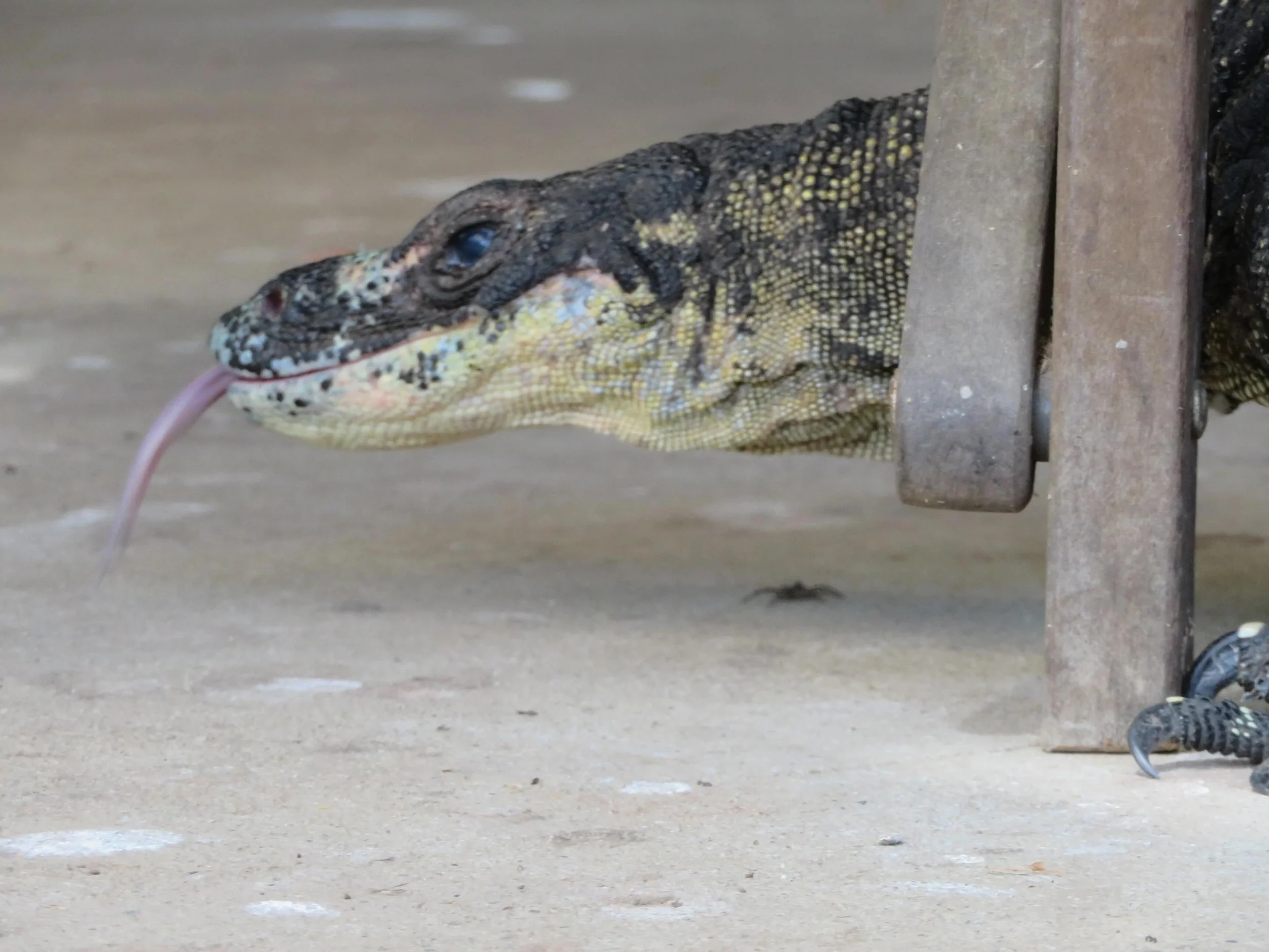 Jac. Female goanna
