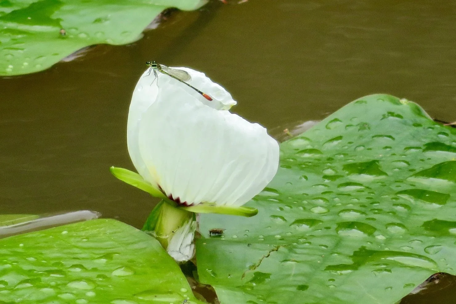 Swamp Lily with Damselfly