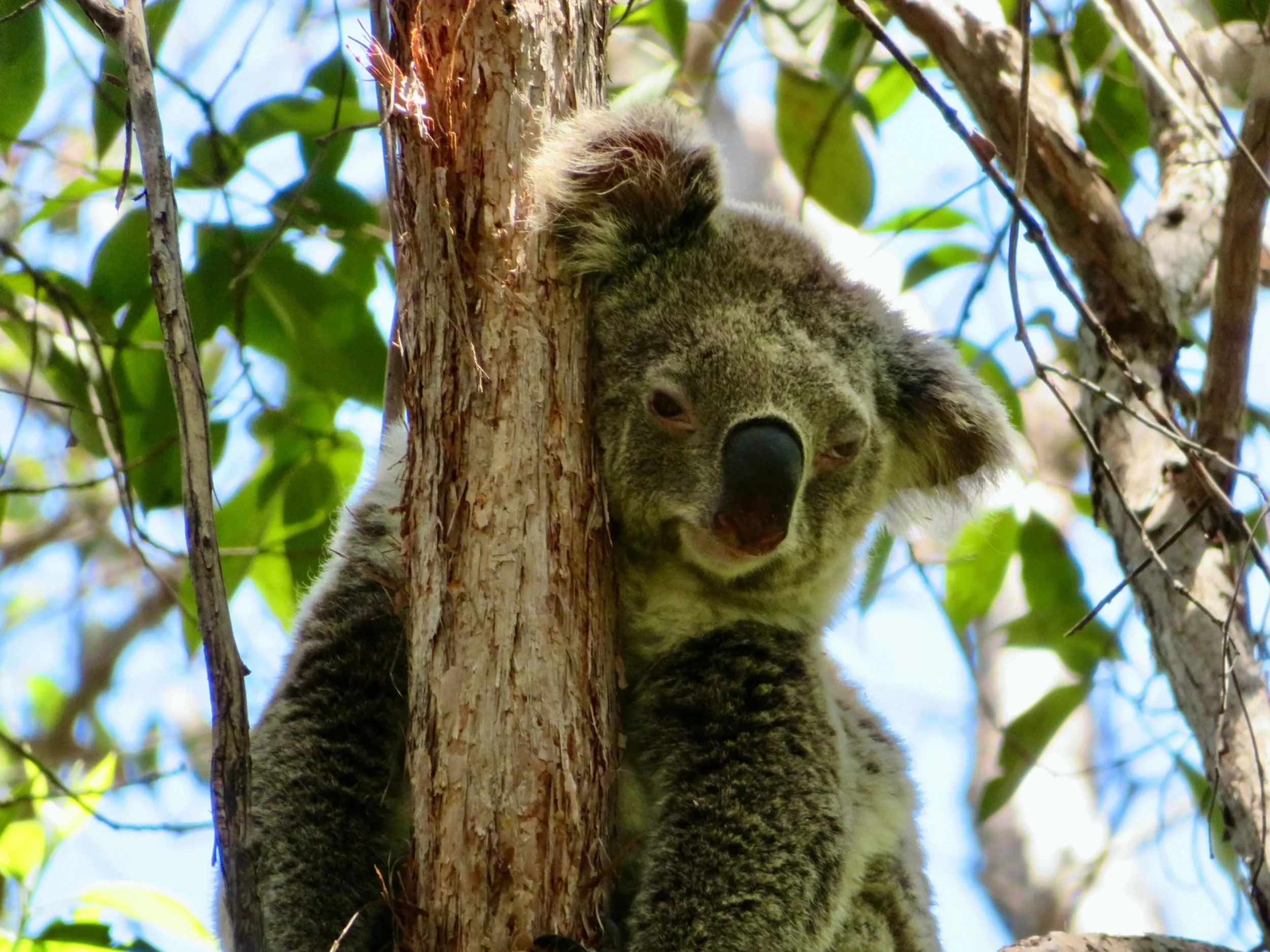 Koala