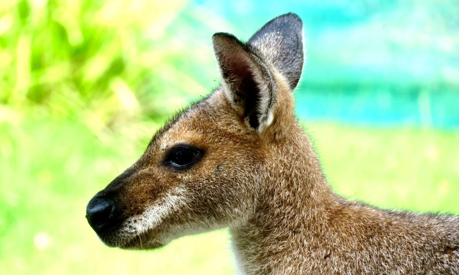 Red-necked wallaby
