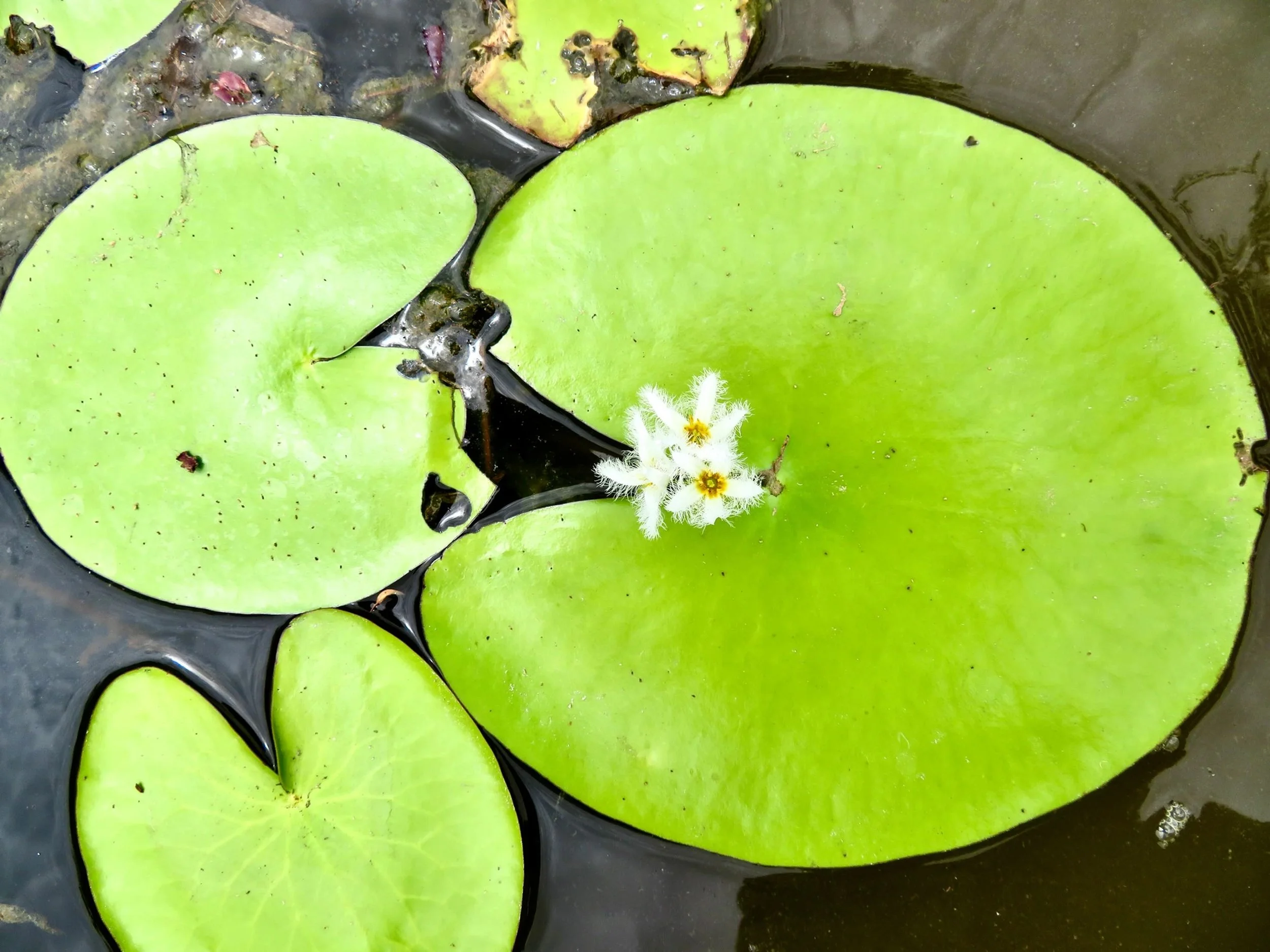 Water snowflake lily