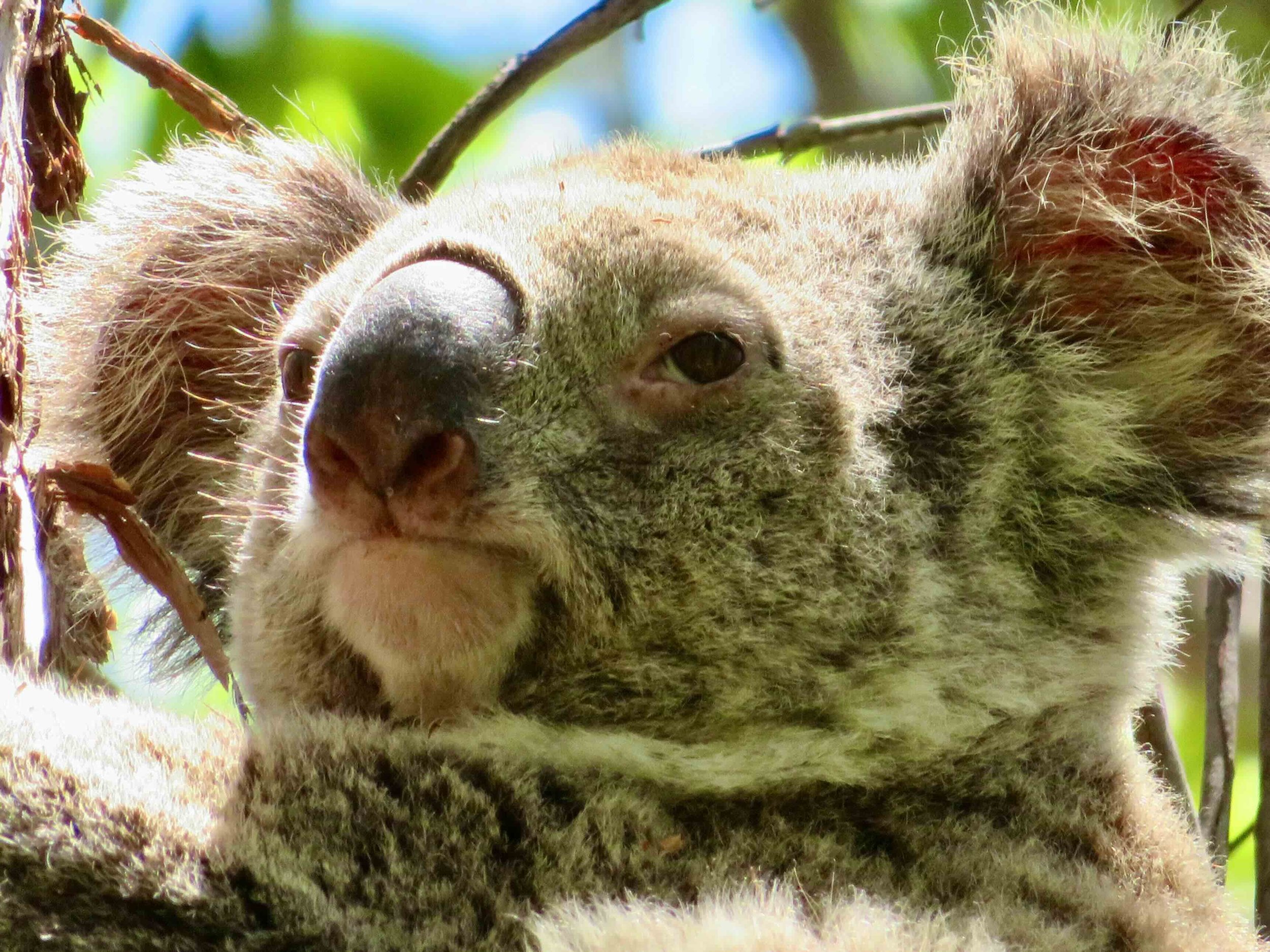Koala