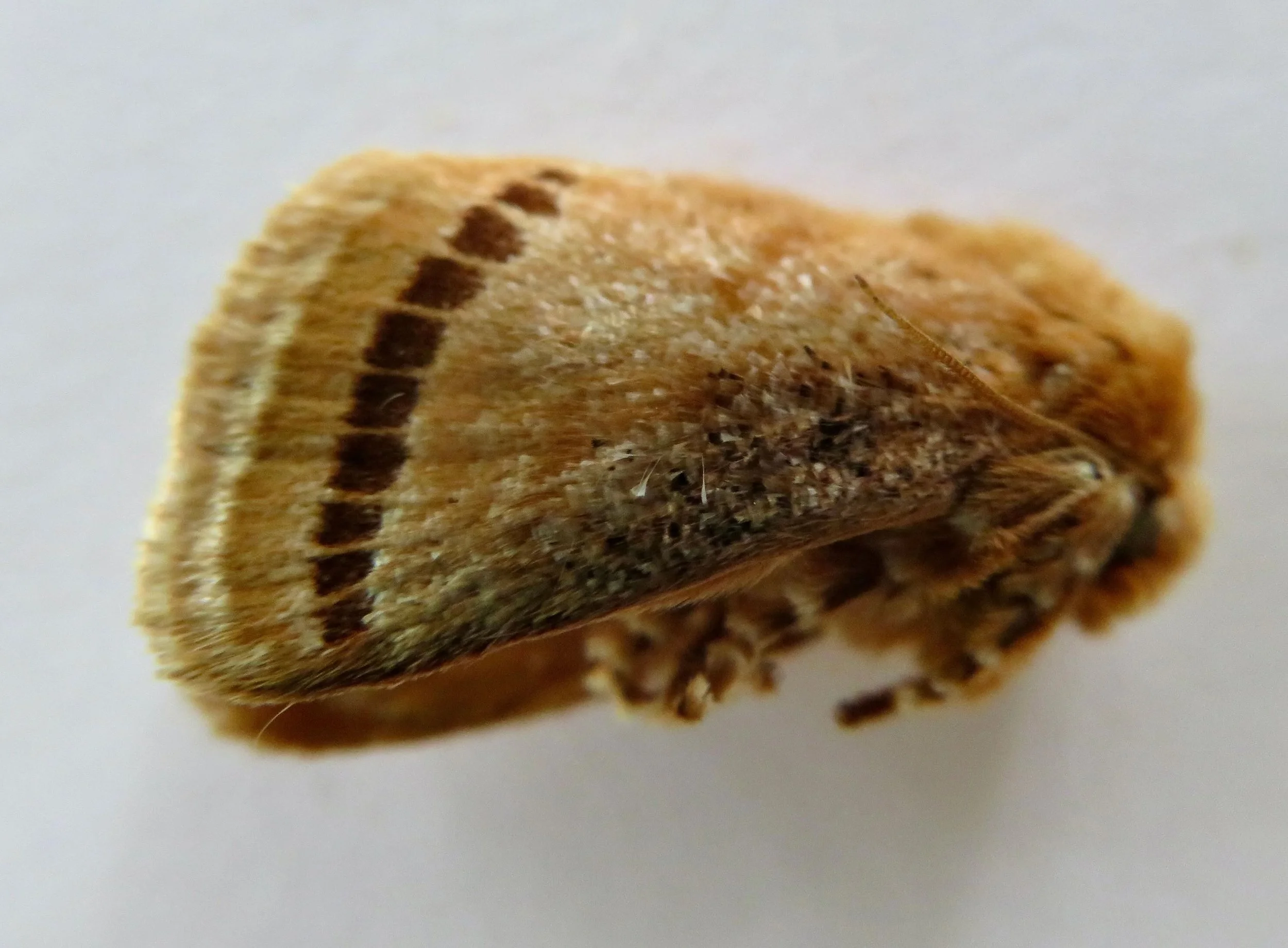 Cup moth