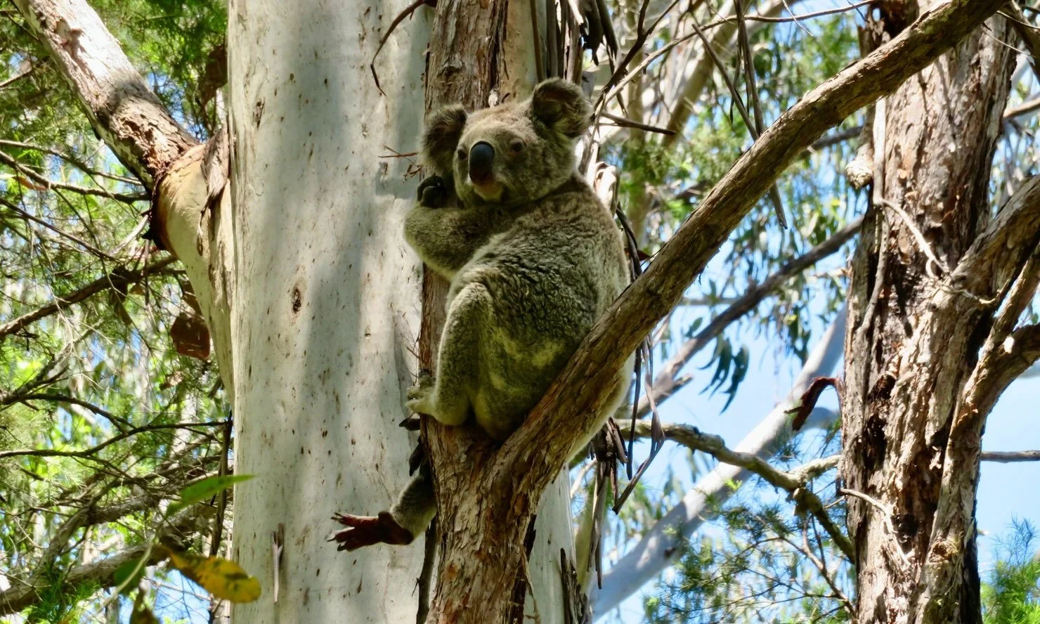 Koala