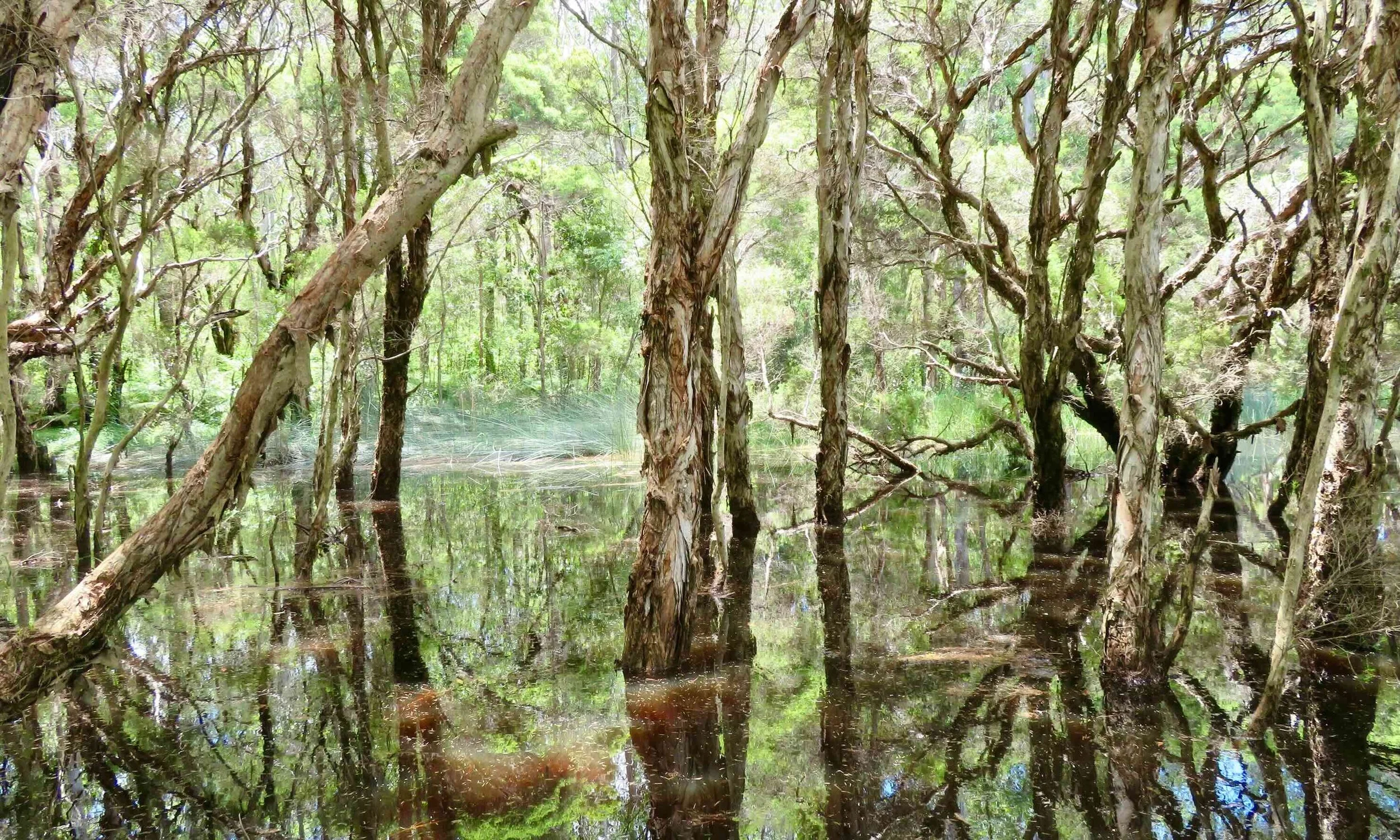 Eternovy wetland