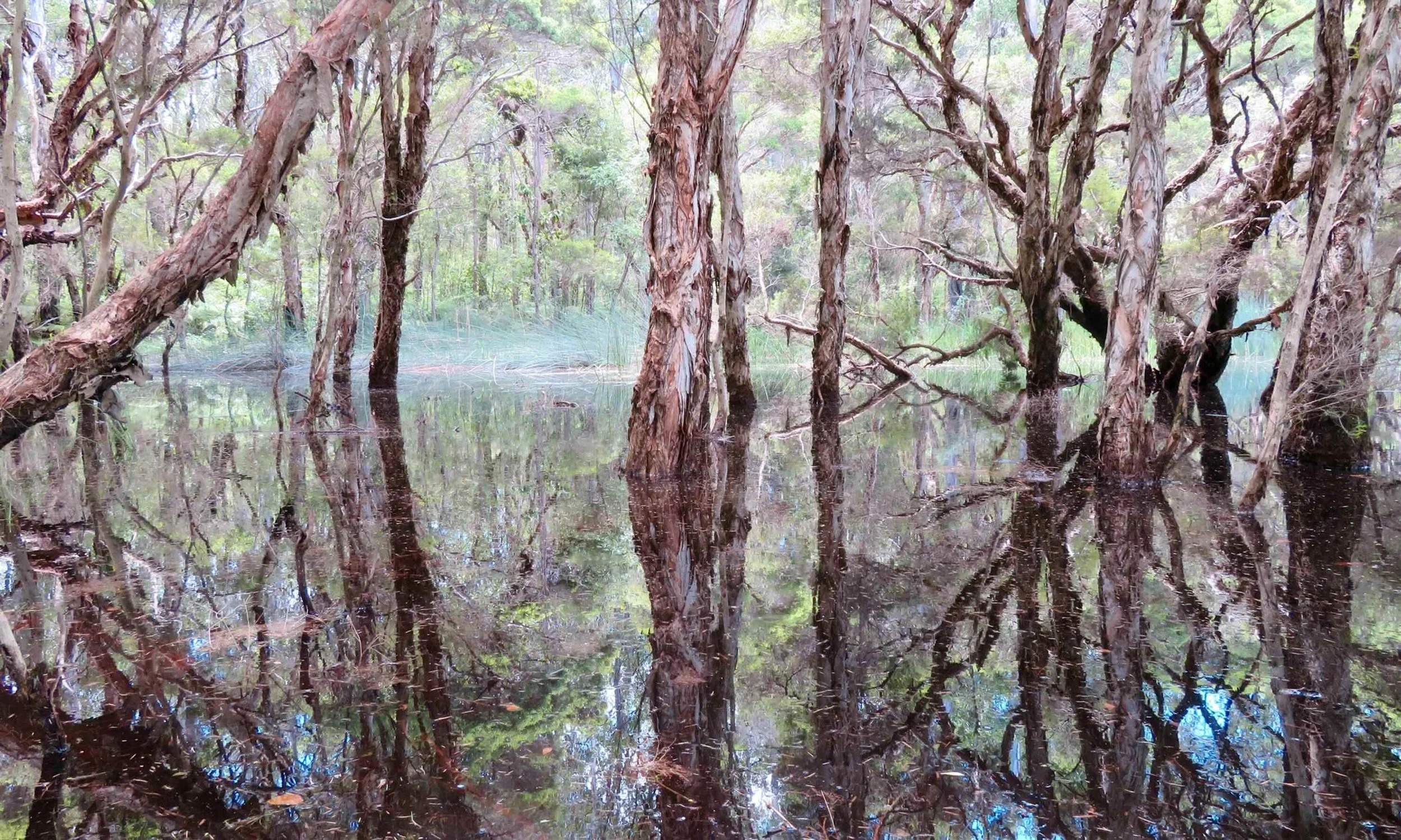 Eternovy wetland