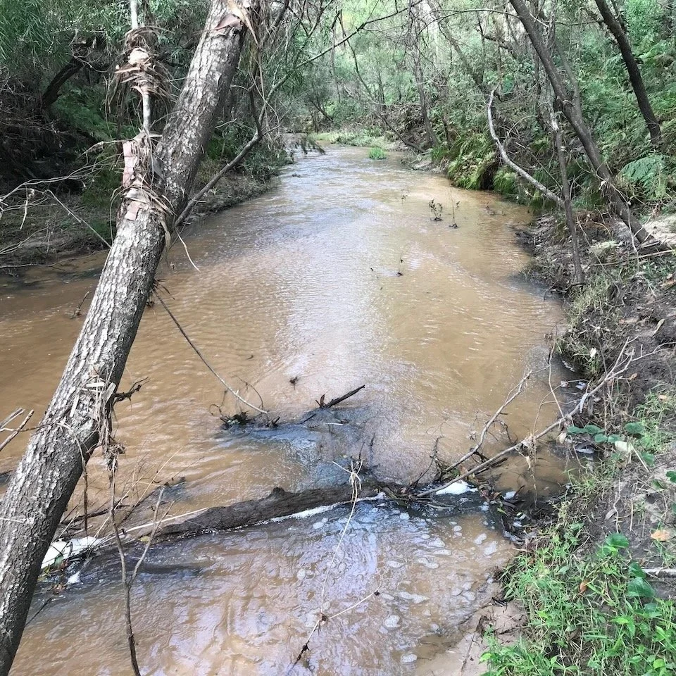 Creek 2.jpeg