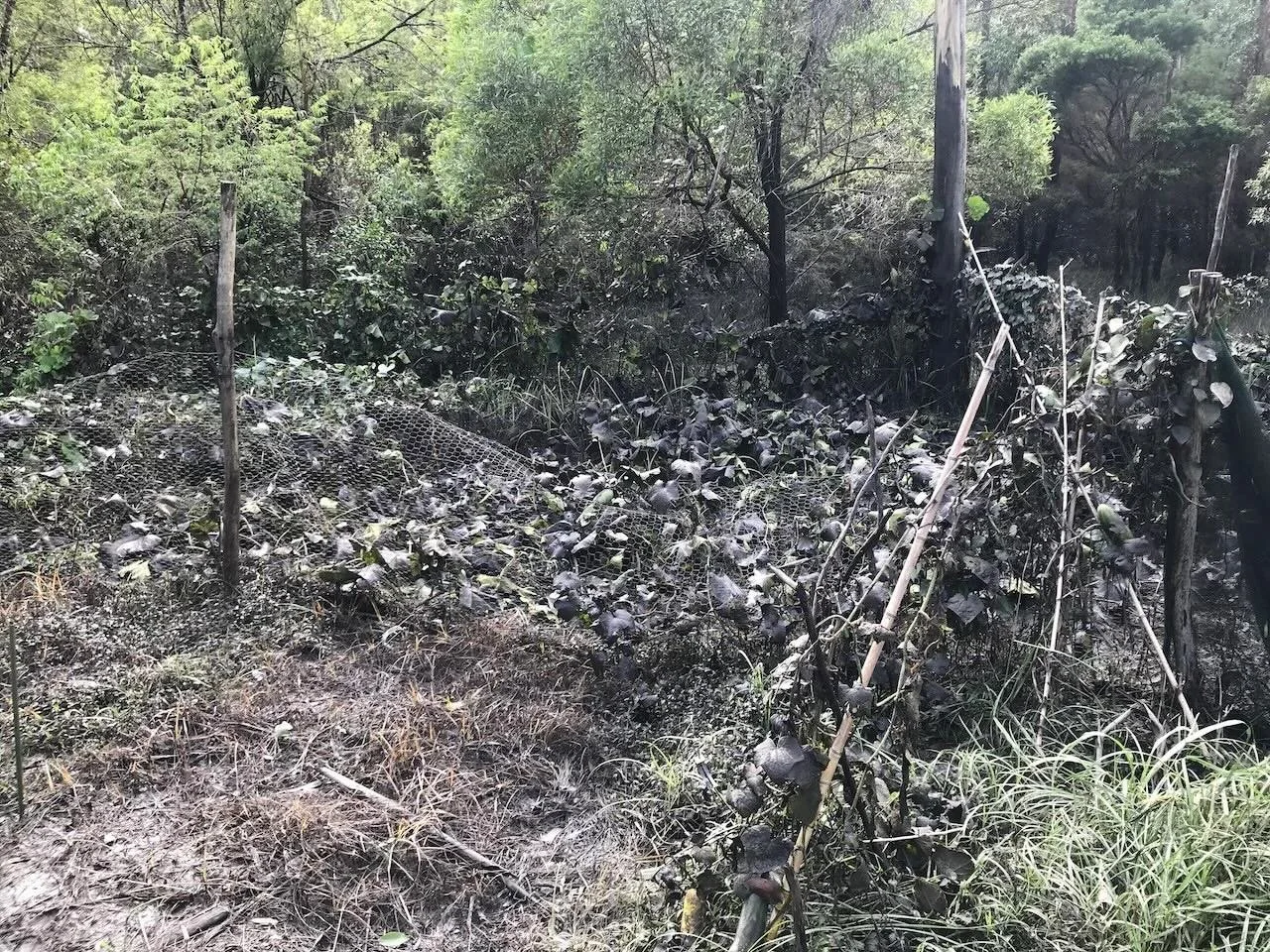 The pumpkins are covered in mud