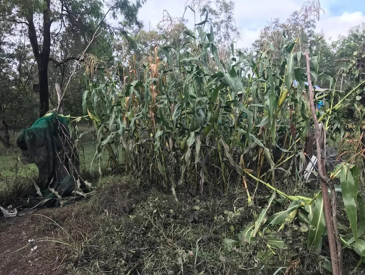 The corn went completely under water