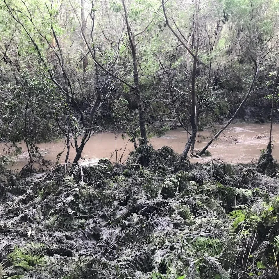 The surrounds of the creek