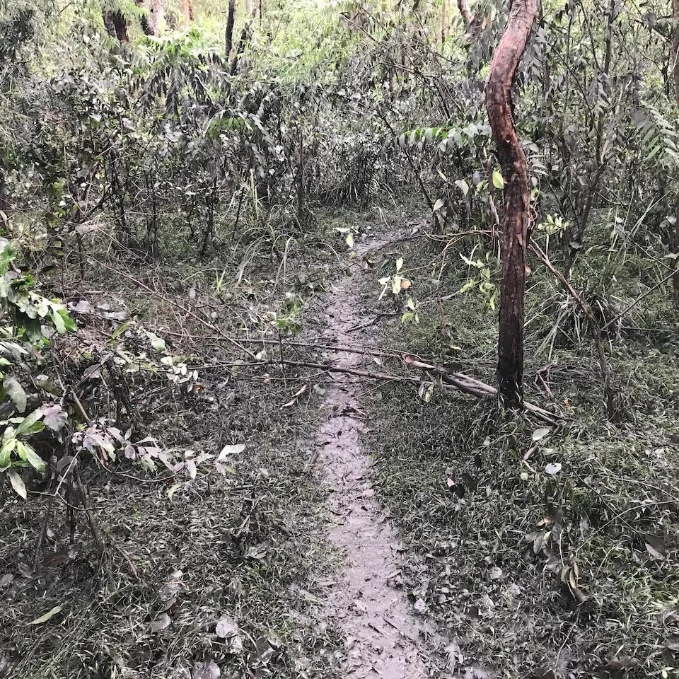 Muddy path