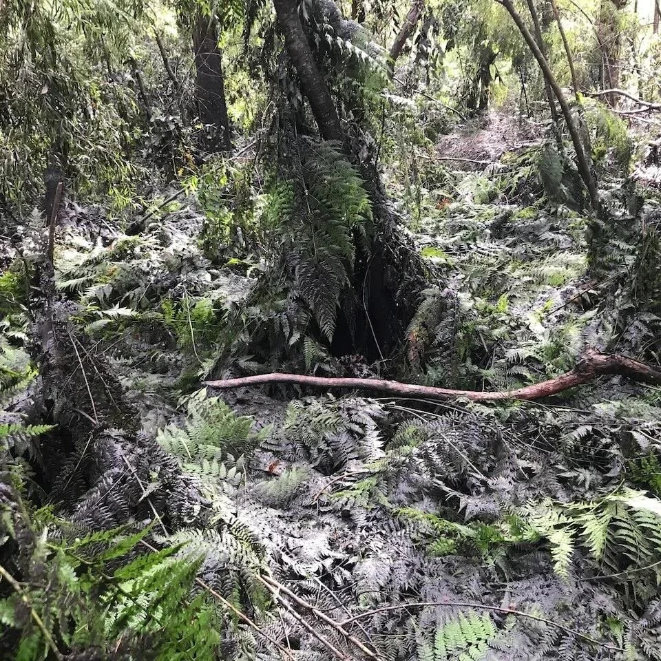 Ferns and mud