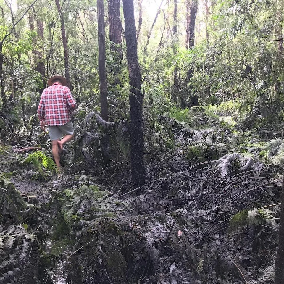  The ferns are crushed