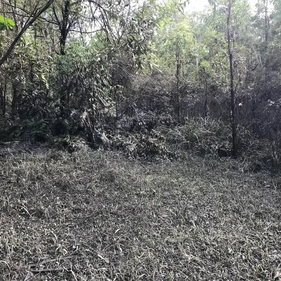 The edge of the wetland