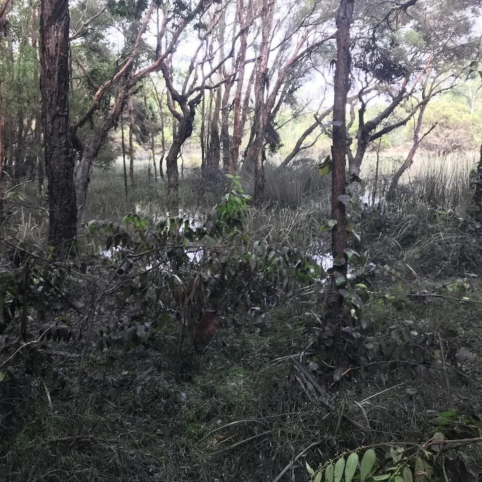 Surrounding the wetland