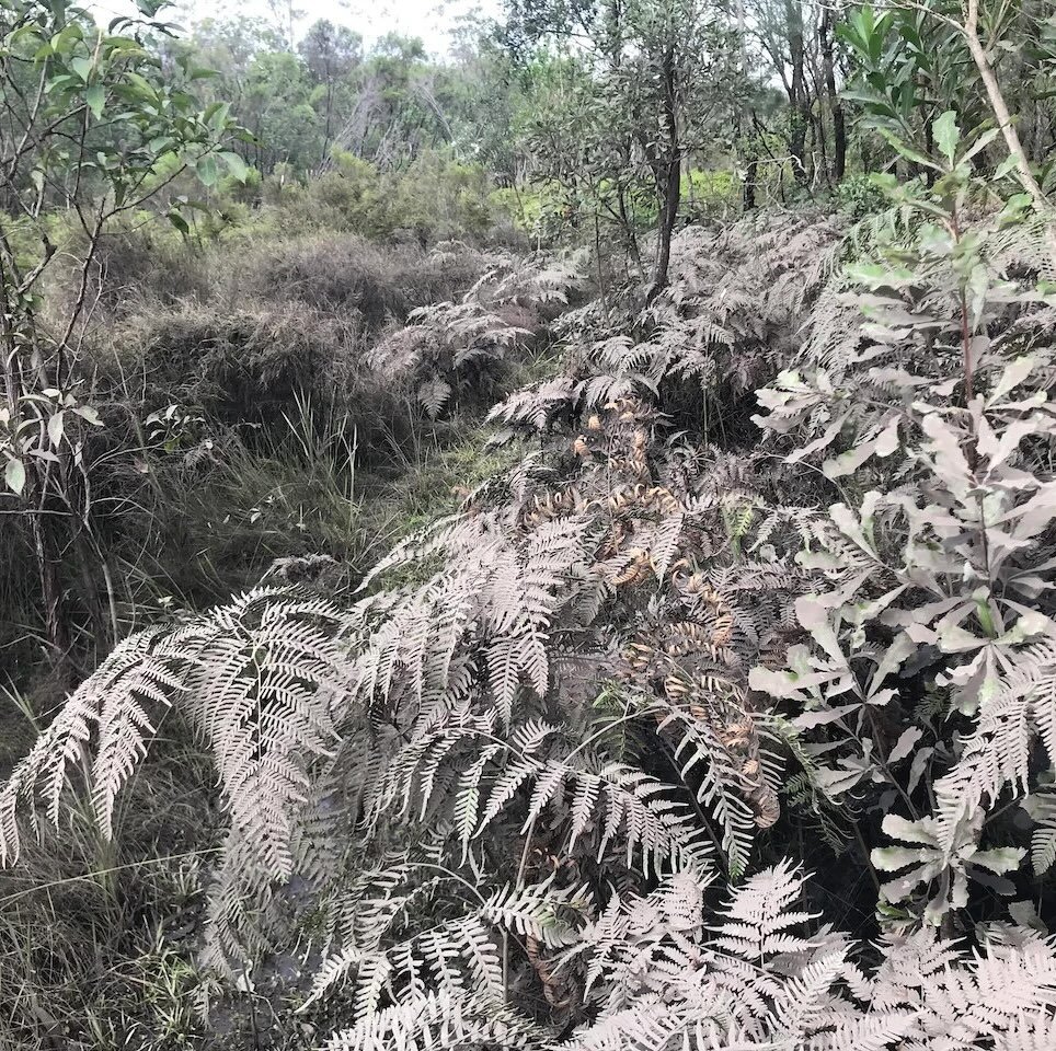 Bracken fern covered in mud