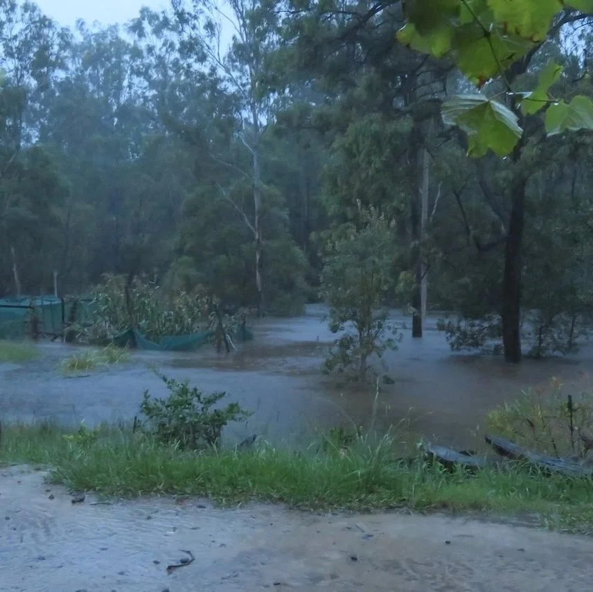 6:44am Flood engulfs the garden