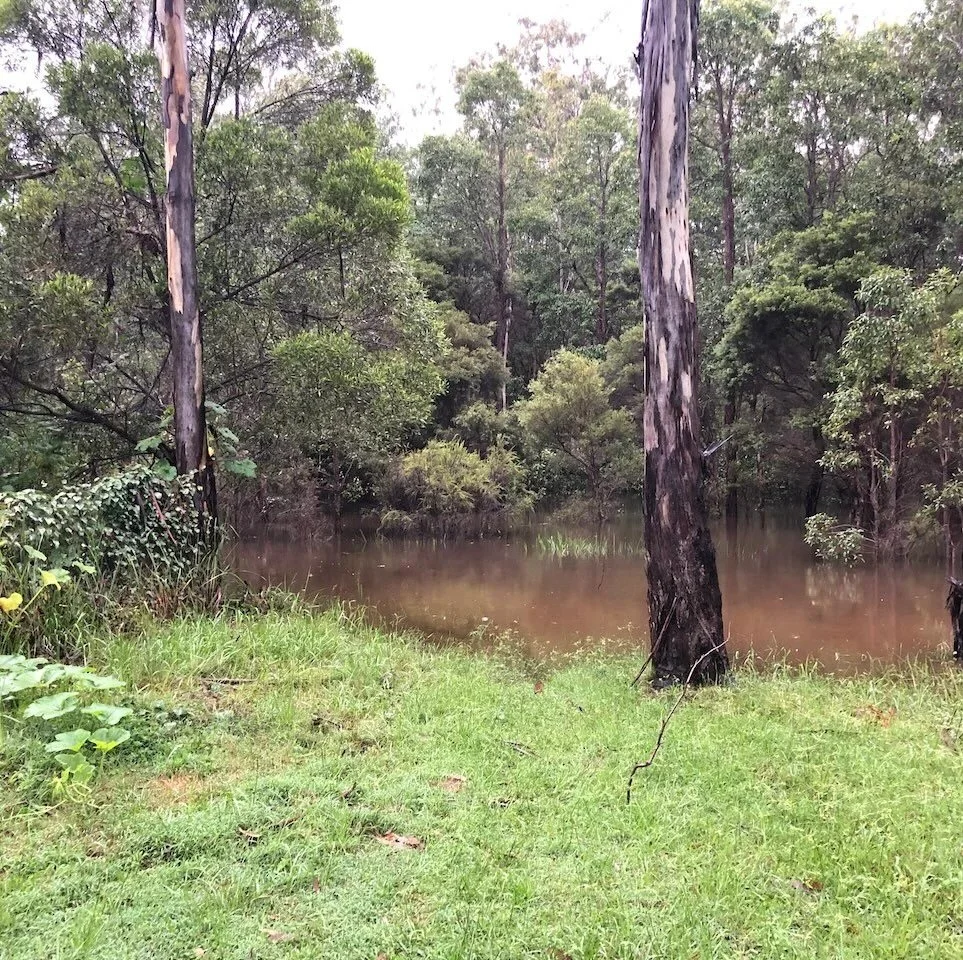The wetland is rising again