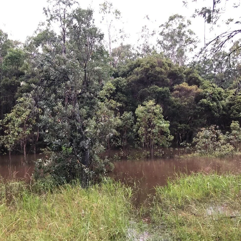 The wetland is rising