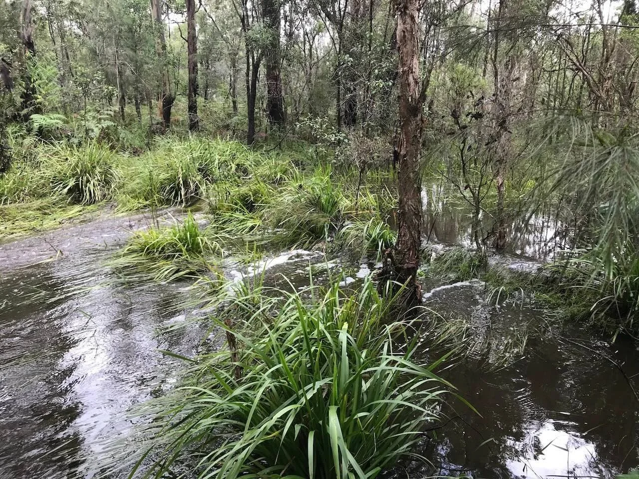 The wetland overflow