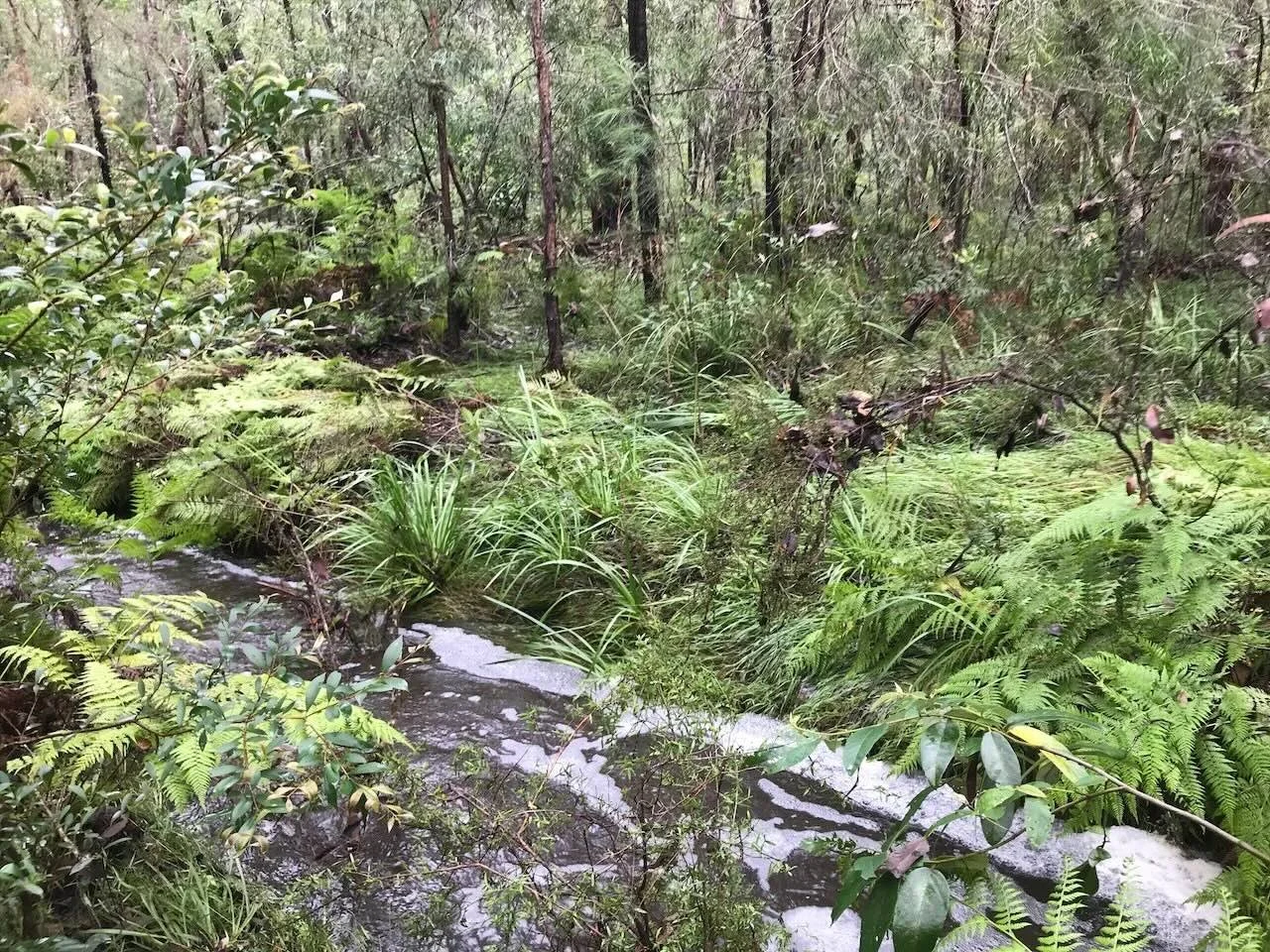 Vegetation pushed over