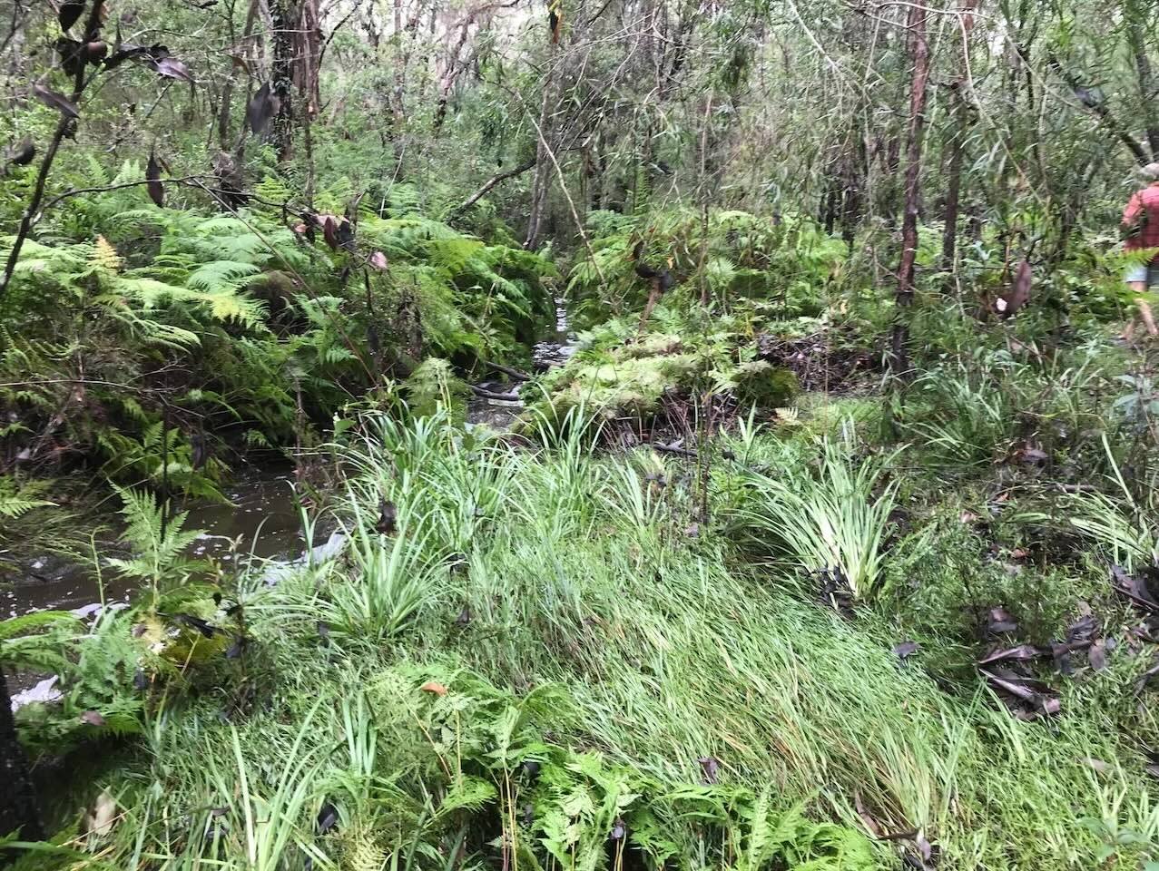 Vegetation pushed over