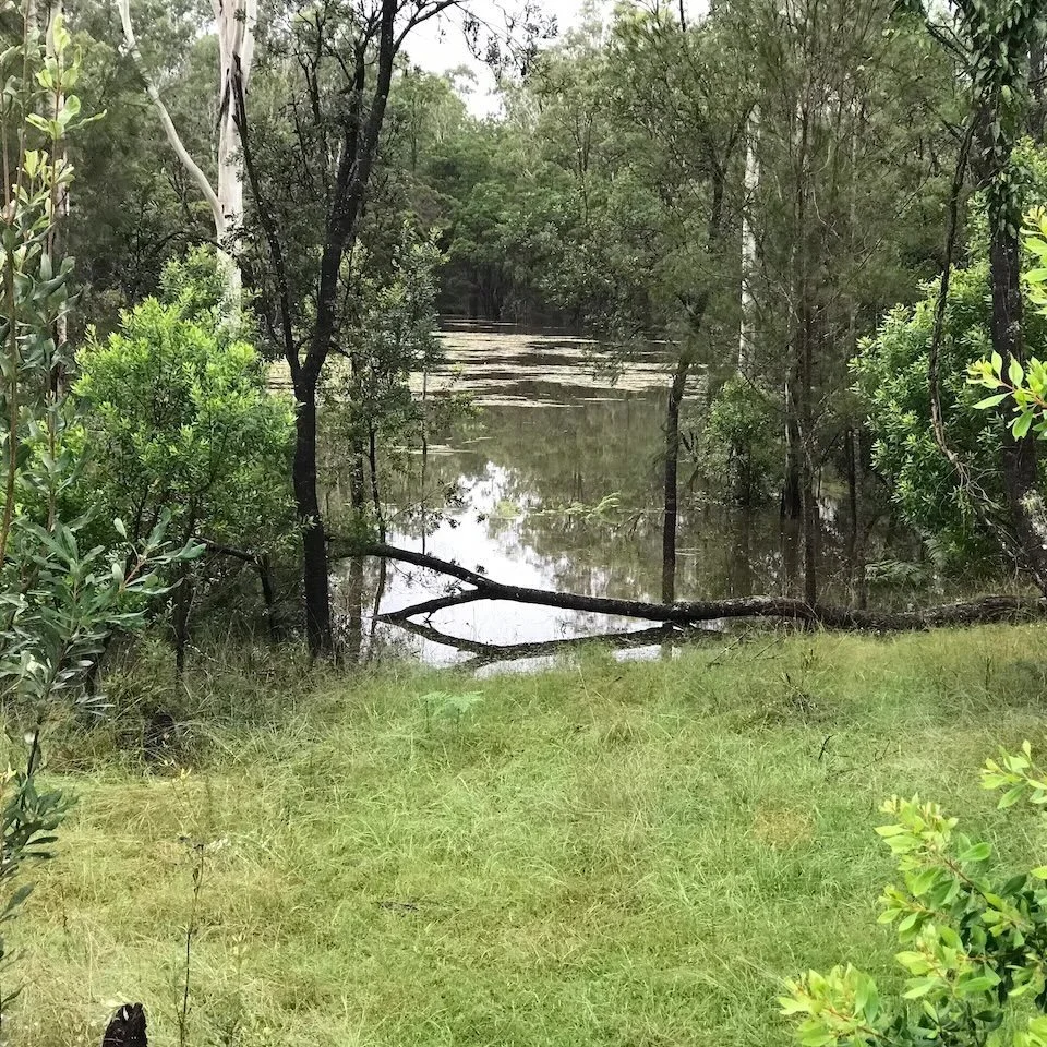 Wetland flooded