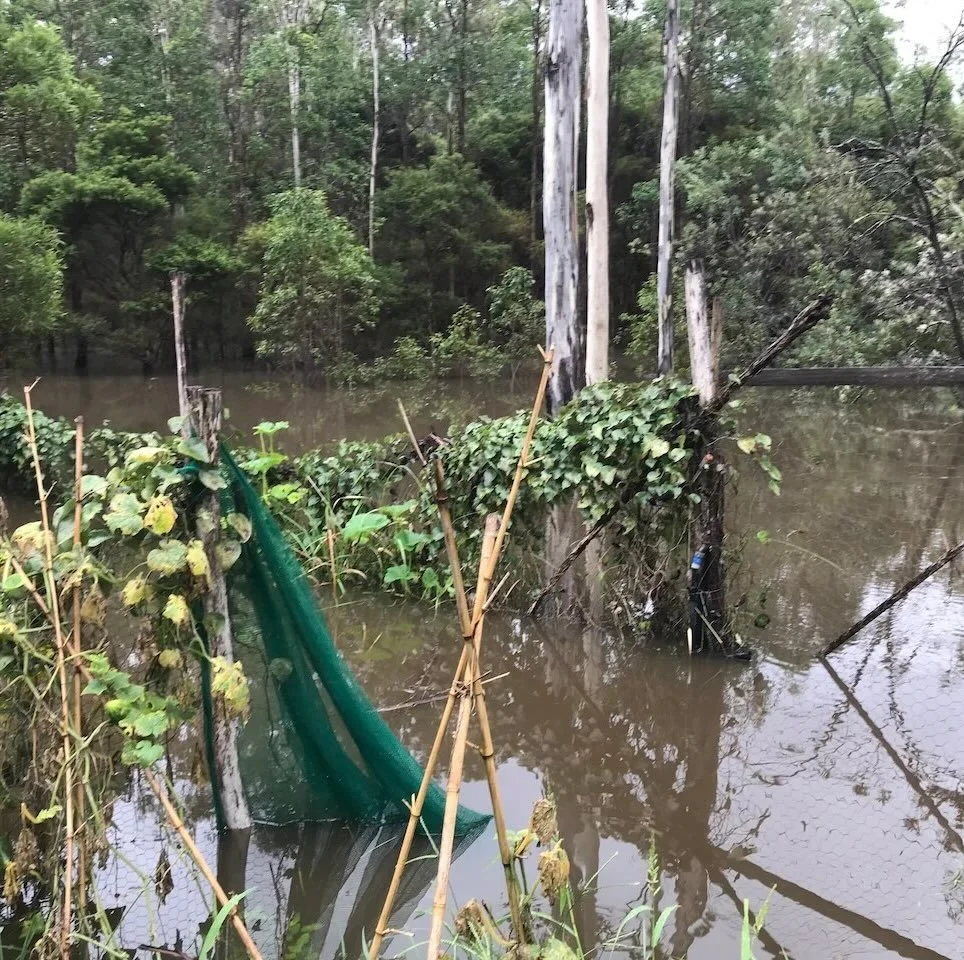 Vegetable garden under water