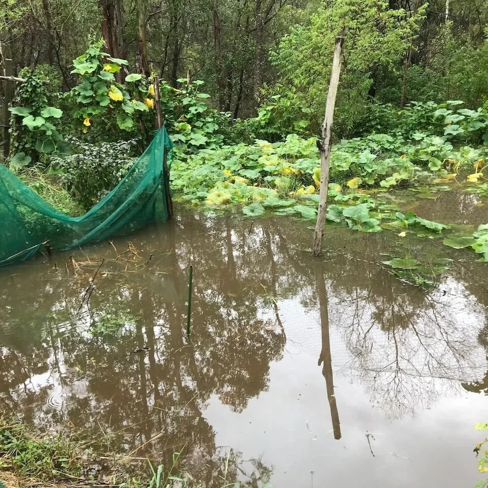 Vegetable garden under water