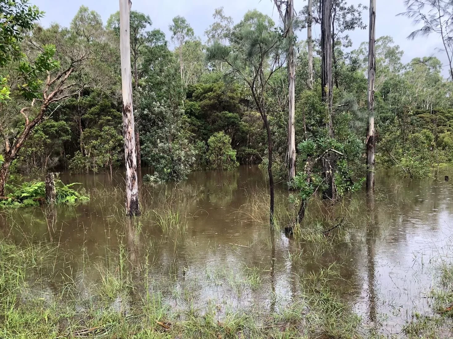 Wetland flooding