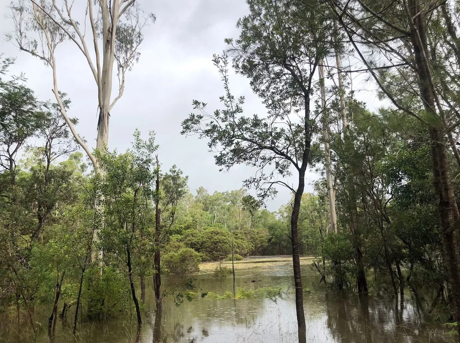 Flooded wetland