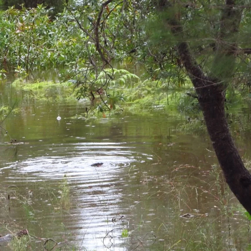 Jac swimming the flood