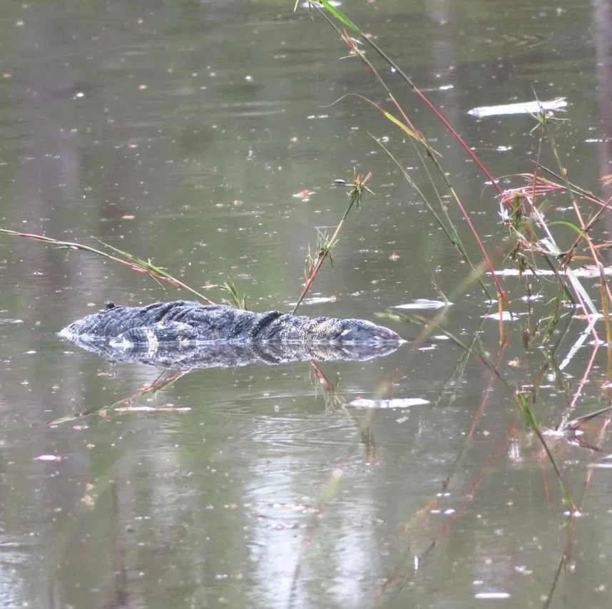 Jac swimming the flood