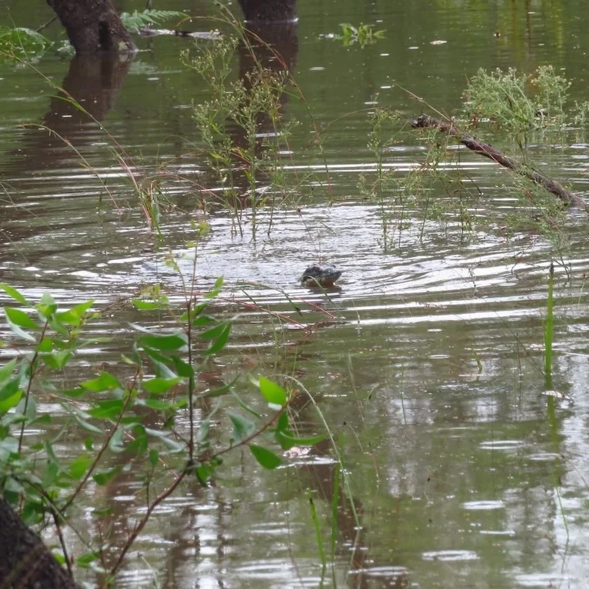 Just keeping head above water