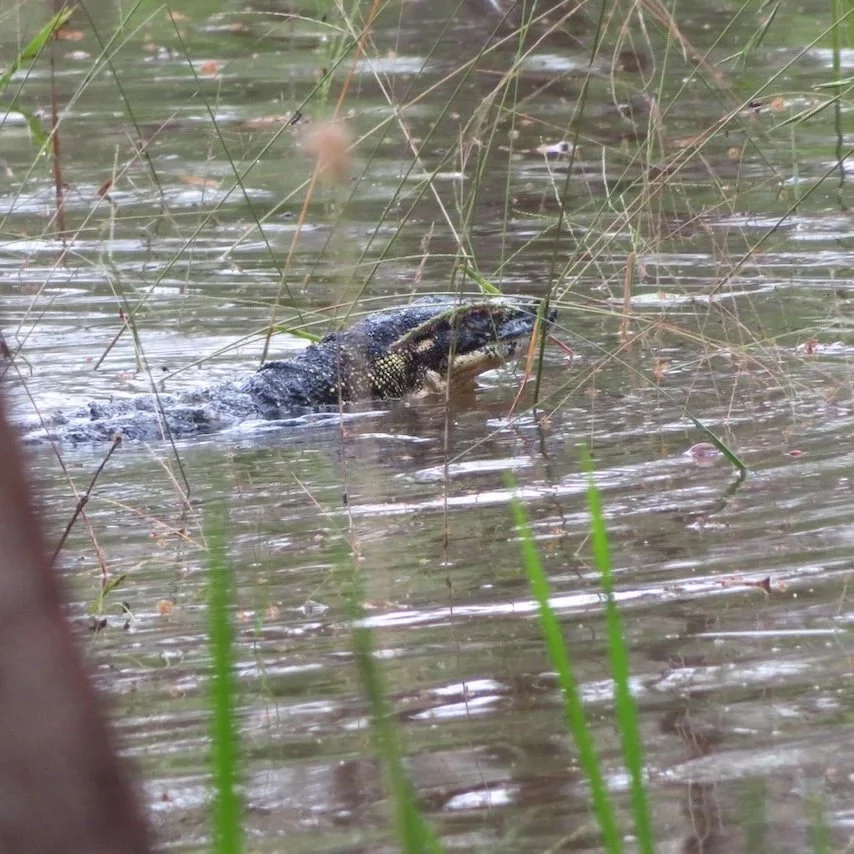 Head still above water ... just