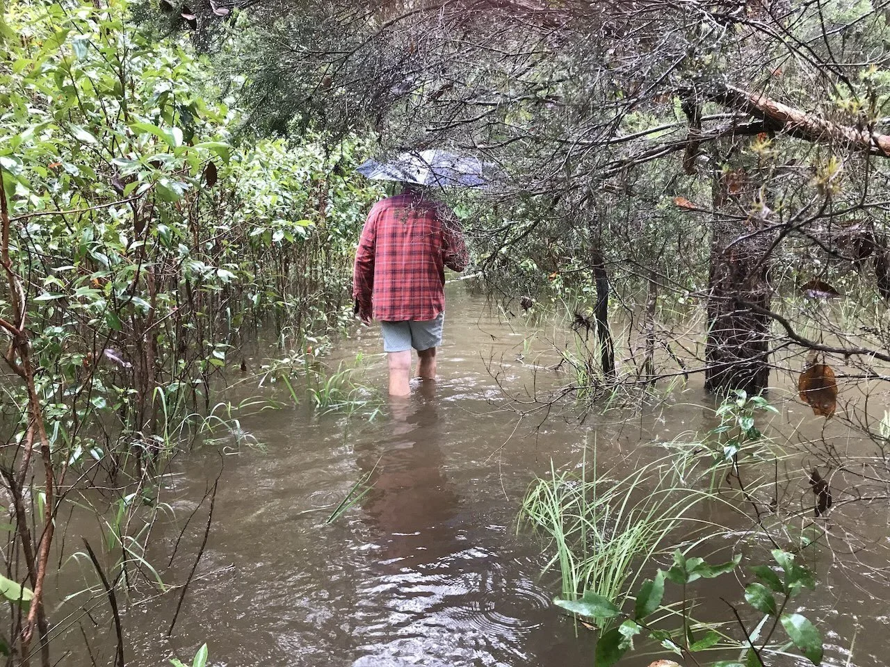 Crossing the wetland