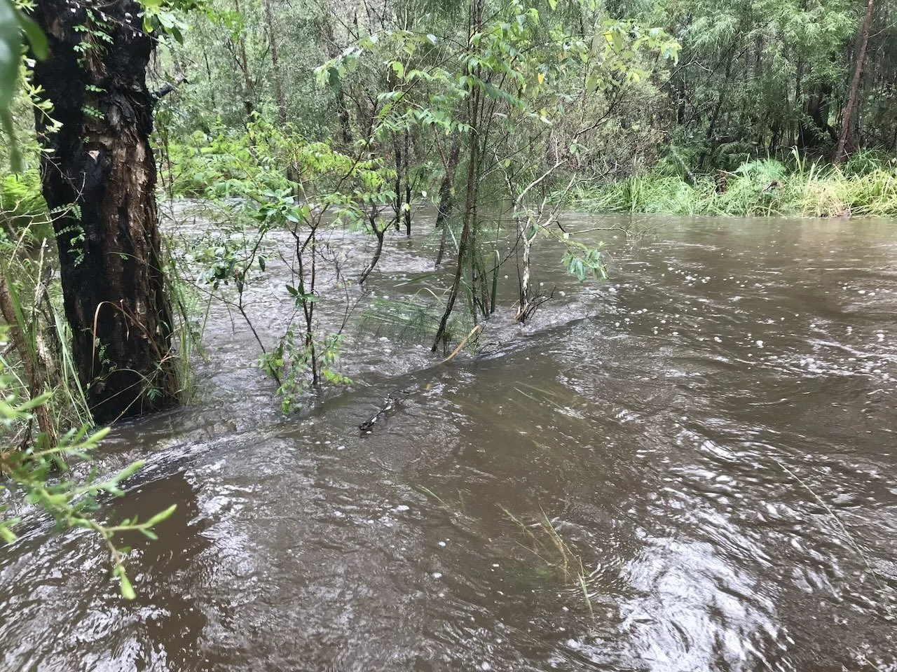 Wetland overflow