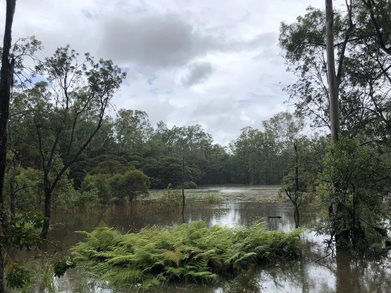 Wetland in flood still rising