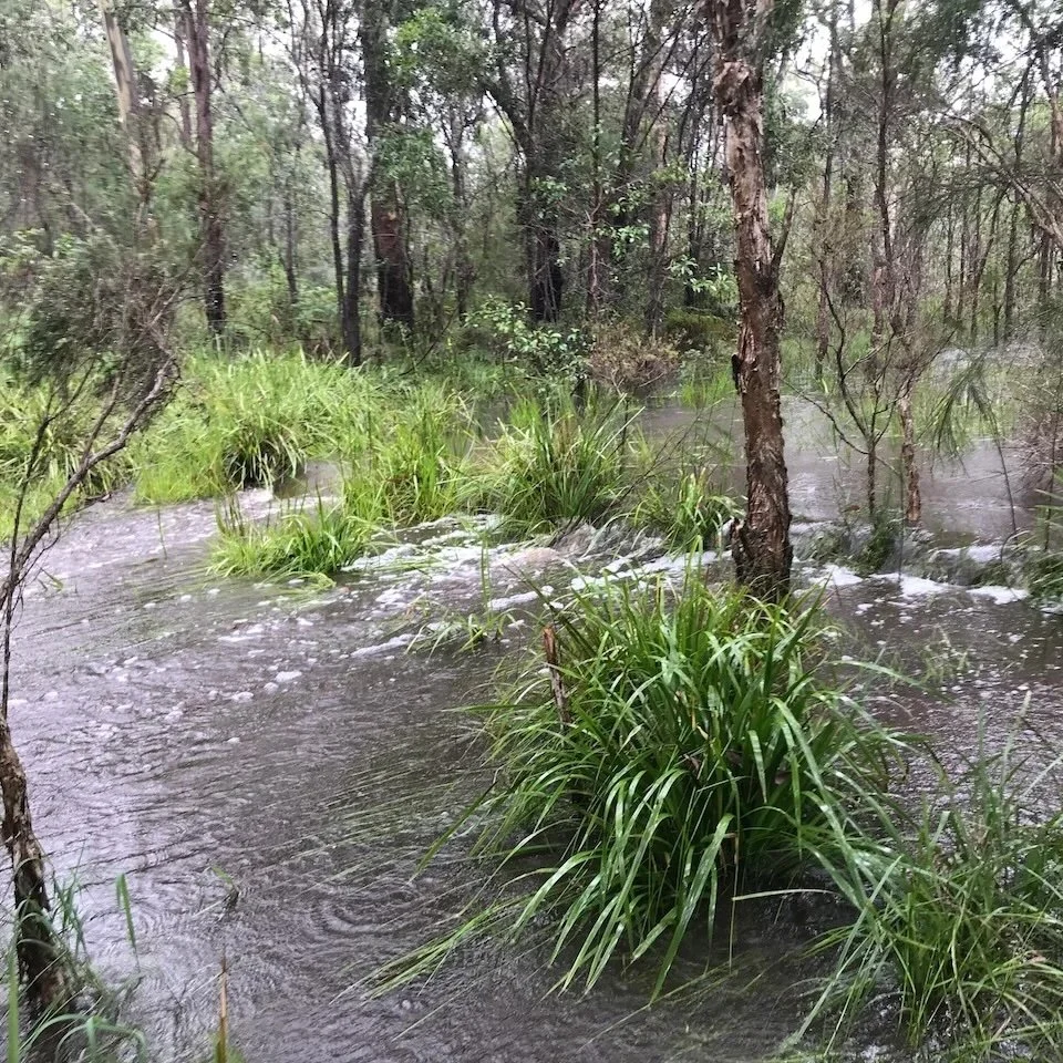 The wetland overflowing