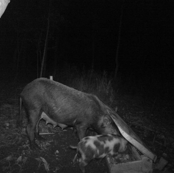 Eating from bait station
