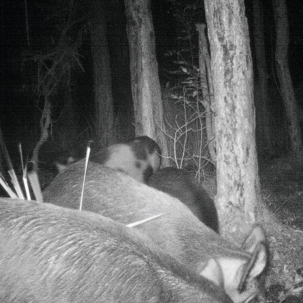 Feral pigs free feeding