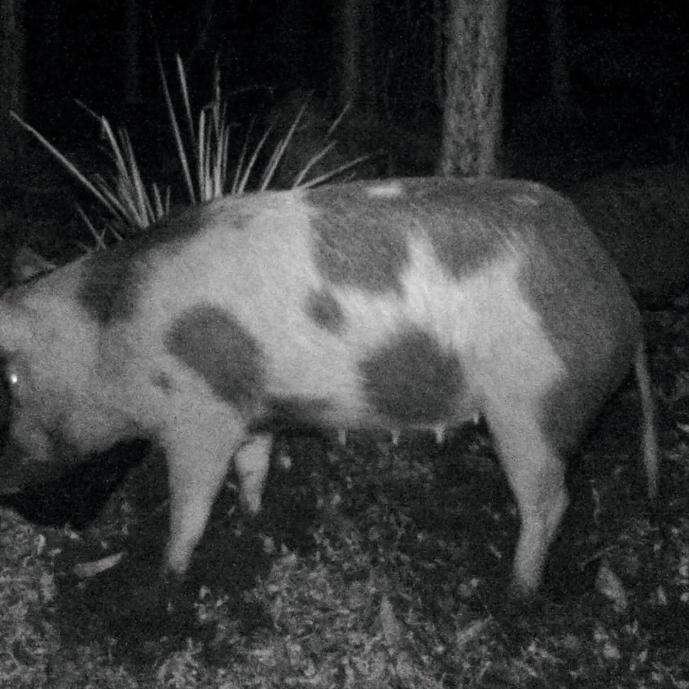 Large feral pig